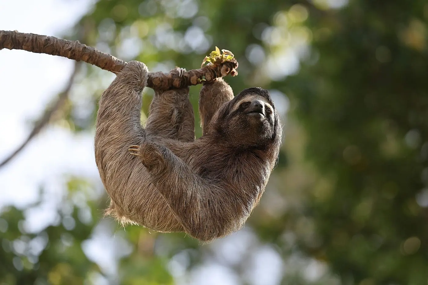 Sloth hanging from a branch in the rainforest canopy