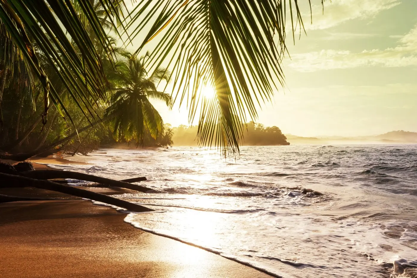 Palm-lined beach at golden hour