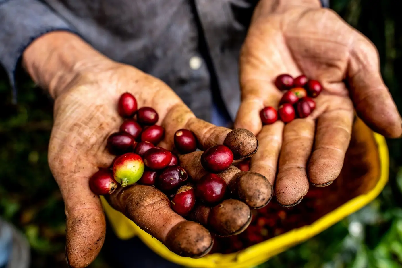 Hands holding freshly picked coffee cherries