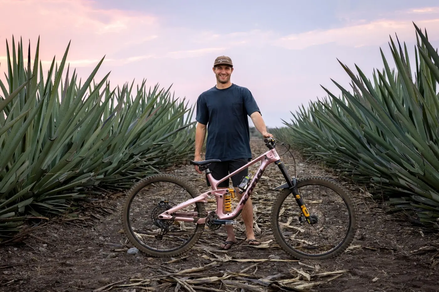 A rider among the rows of an agave field