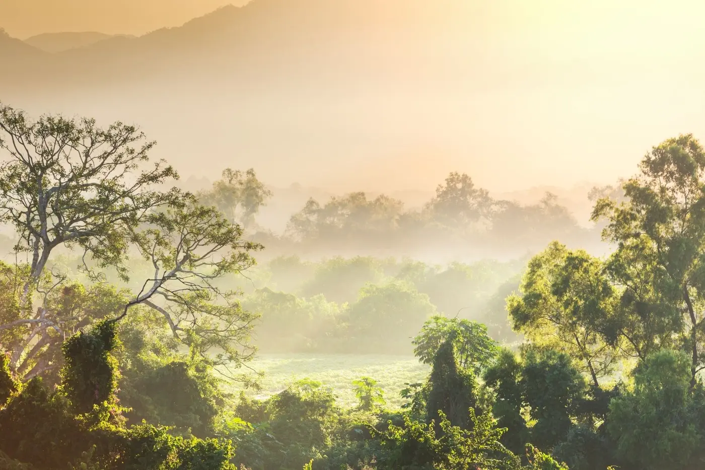 Cloud forest ridges under drifting mist